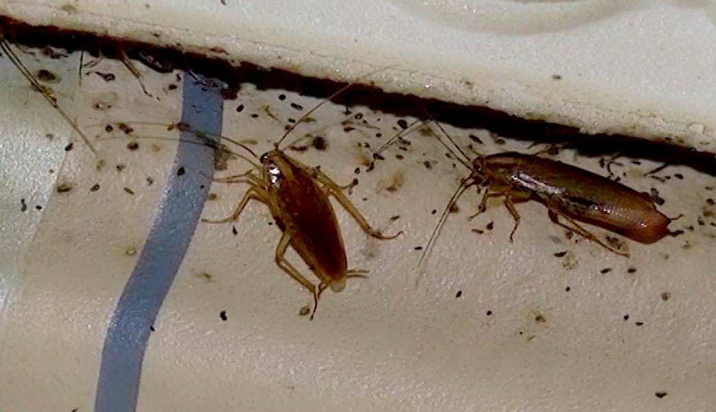 Тараканы в квартире. Как избавится от тараканов