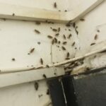 Таргани - найдавніші та найвитриваліші комахи