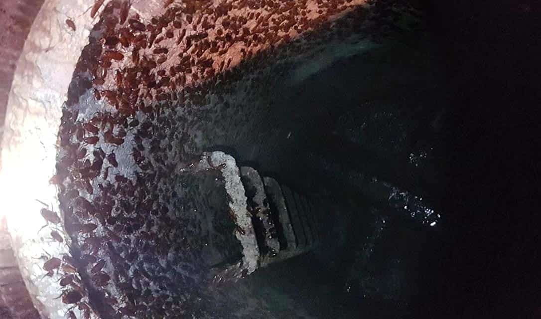 Канализационный таракан: как избавиться