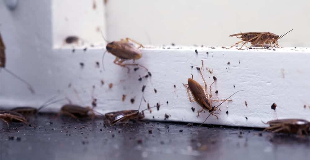 Как понять, что в вашей квартире завелись тараканы