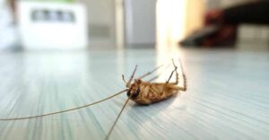 Почему появляются тараканы в чистой квартире