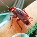 Какие тараканы водятся в Украине и как с ними бороться