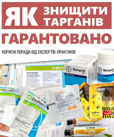 Як позбутися тарганів назавжди